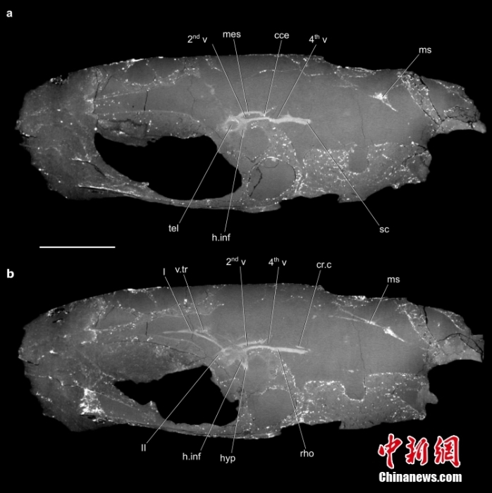 3.19億年前化石保存脊椎動物大腦結構