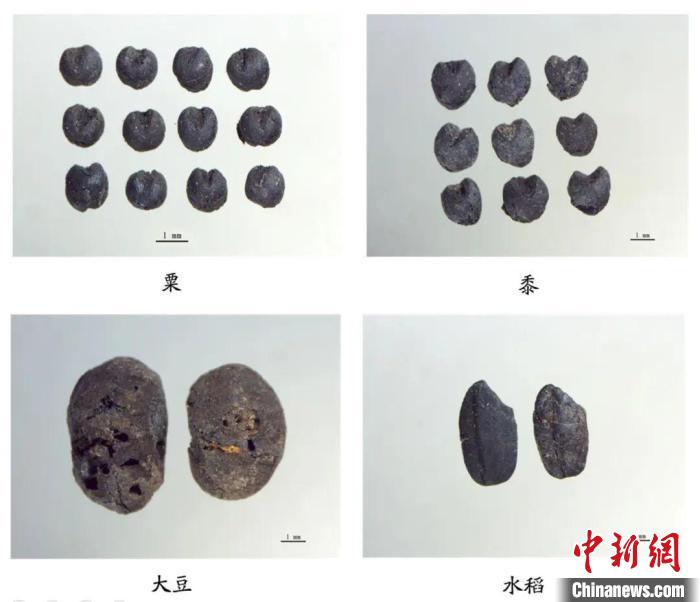 植物遺存?！∩轿魇】脊叛芯吭汗﹫D