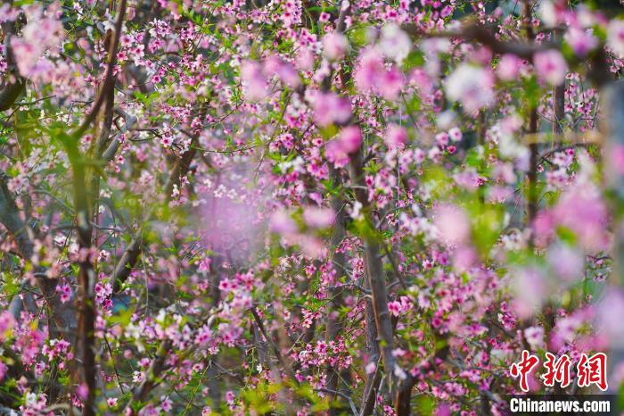 圖為盛開的桃花?！『鷩鴦P 攝