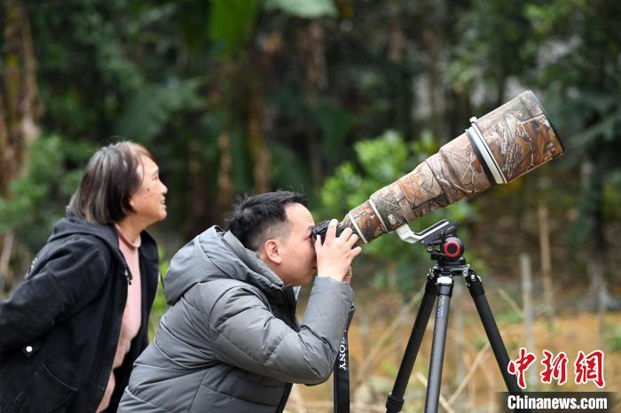 探秘廣西邊城小村莊：昔日村民獵飛禽如今“人來(lái)鳥(niǎo)不驚”