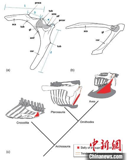 哈密翼龍肩胛烏喙骨與鳥類肩帶形態(tài)對比，以及肩關(guān)節(jié)和喙上肌重建示意圖?！≈锌圃汗偶棺邓?供圖