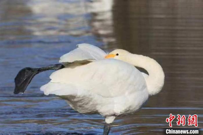 2月27日，30多只大天鵝飛臨北京市平谷區(qū)金海湖。它們?cè)诖喝张栂碌暮邢㈨??！⊥觚堒S 攝