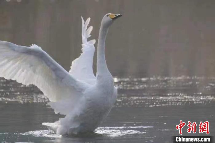 2月27日，30多只大天鵝飛臨北京市平谷區(qū)金海湖。它們?cè)诖喝张栂碌暮邢㈨??！⊥觚堒S 攝