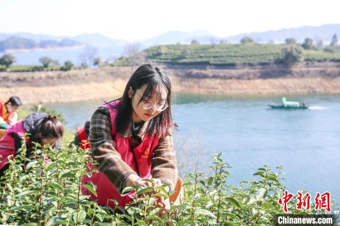 志愿者采摘千島湖茶。　王建才 攝