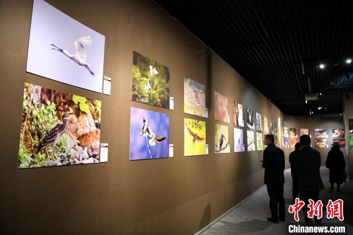 市民觀看精美的鳥類圖片展?！⊥鯑|明 攝