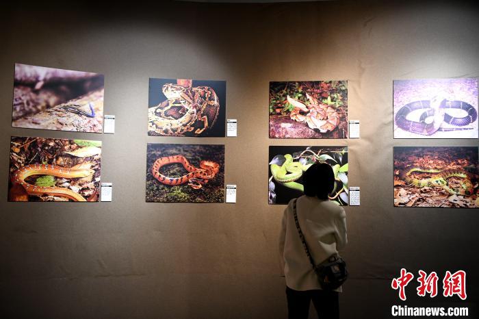 市民觀看精美的野生動物圖片展?！⊥鯑|明 攝