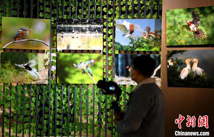 市民觀看精美的鳥類圖片展?！⊥鯑|明 攝