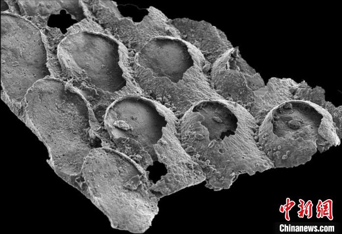 澳大利亞Protomelission gatehousei礦物化化石1(2021年《自然》論文)?！∈┢樟指瘛ぷ匀?供圖