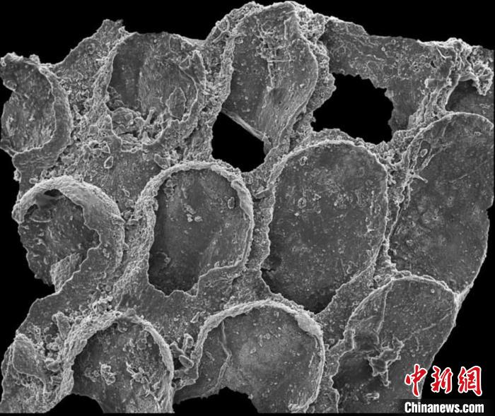 澳大利亞Protomelission gatehousei礦物化化石2(2021年《自然》論文)。　施普林格·自然 供圖