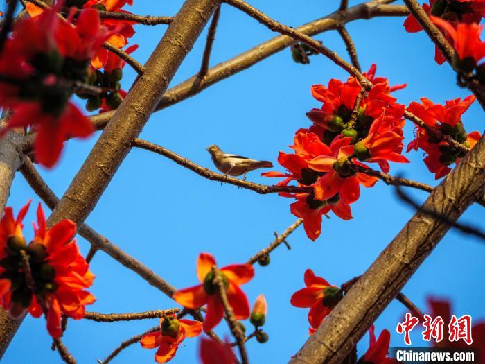 木棉花開，吸引鳥兒覓食嬉戲?！×栝?攝