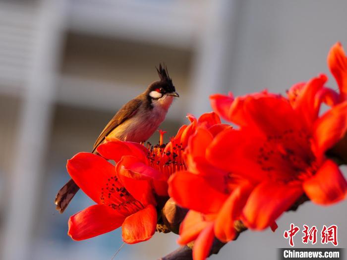 木棉花開，吸引鳥兒覓食嬉戲?！×栝?攝