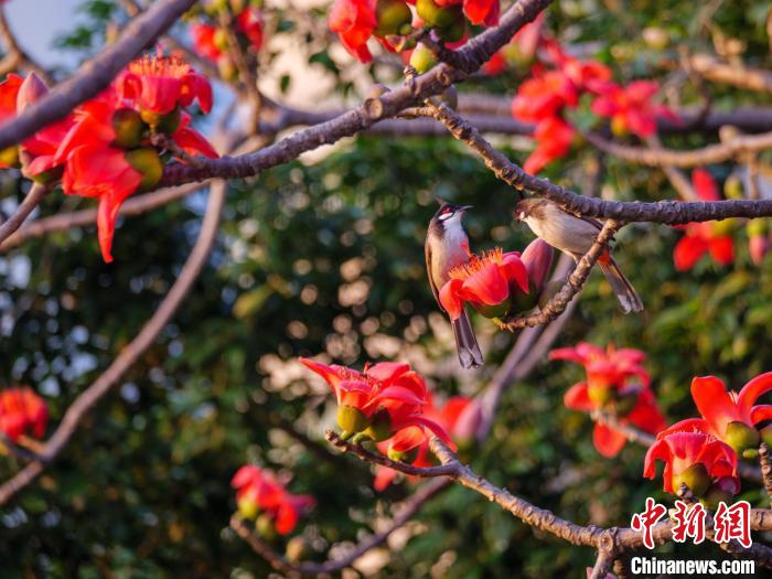 木棉花開，吸引鳥兒覓食嬉戲?！×栝?攝