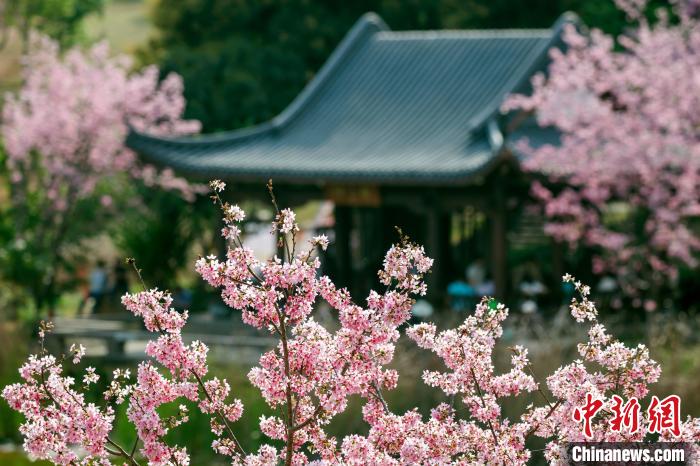 櫻花綻放，風(fēng)景秀美。　何光民 攝