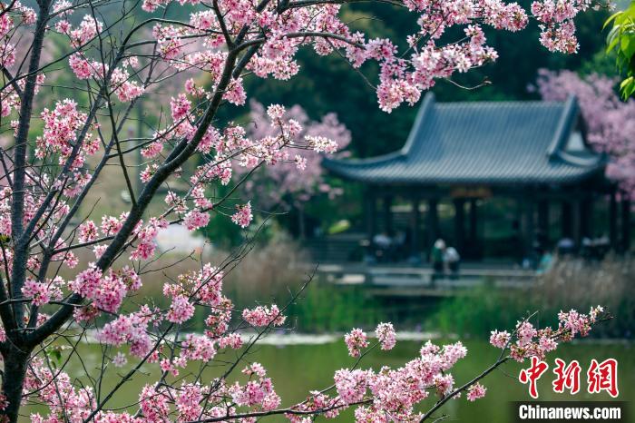 櫻花綻放，風(fēng)景秀美。　何光民 攝