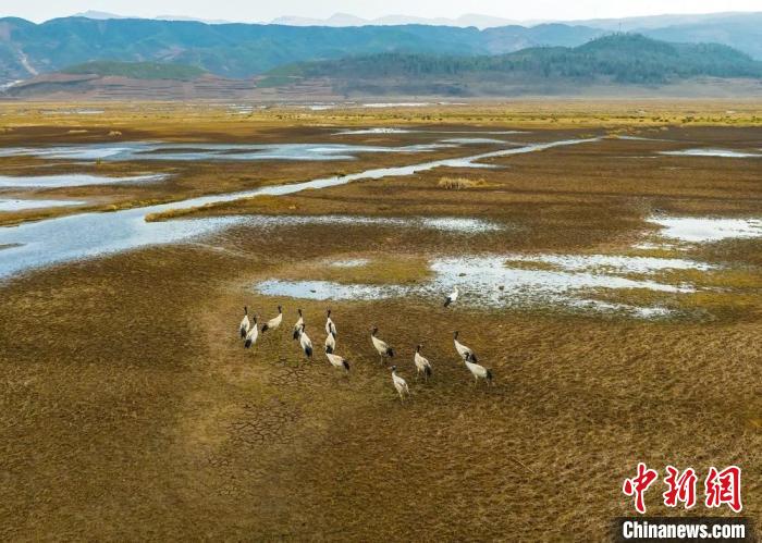 東方白鸛在樂安濕地與黑頸鶴混群?！《慀?攝