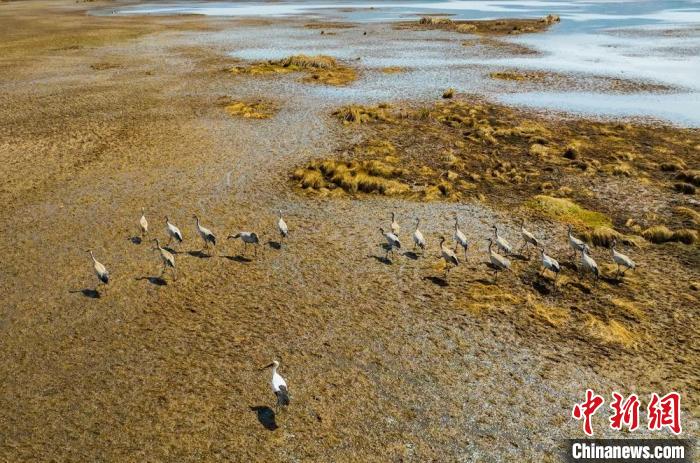 東方白鸛在樂安濕地與黑頸鶴混群?！《慀?攝