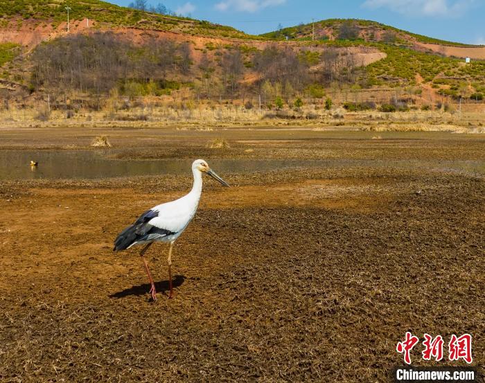 東方白鸛在樂安濕地在濕地淺水區(qū)輕盈踱步?！《慀?攝