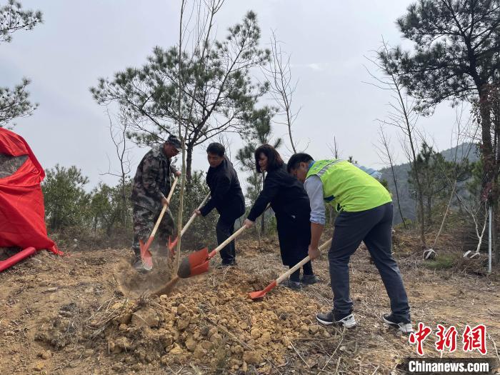 “樟臺(tái)青年林”植樹(shù)活動(dòng)現(xiàn)場(chǎng)?！∮捞┛h委臺(tái)港澳辦 供圖