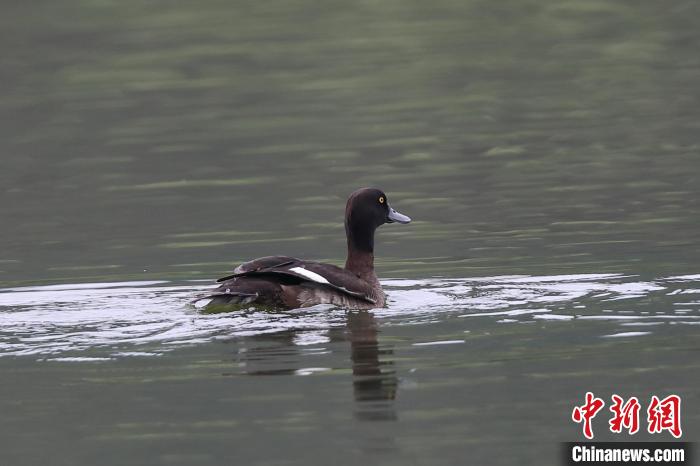 圖為鳳頭潛鴨在水中嬉戲?！⌒?攝