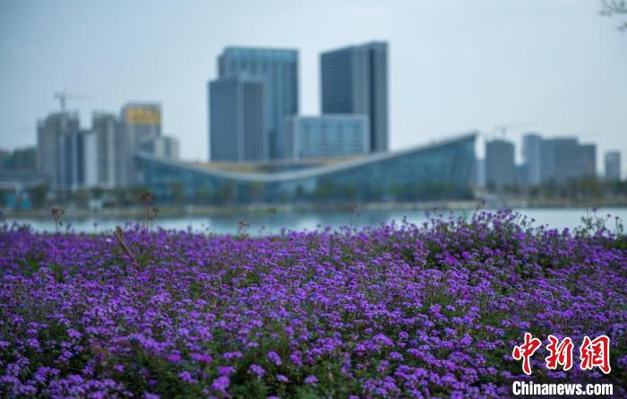 東安湖體育公園一角?！⒅铱?攝