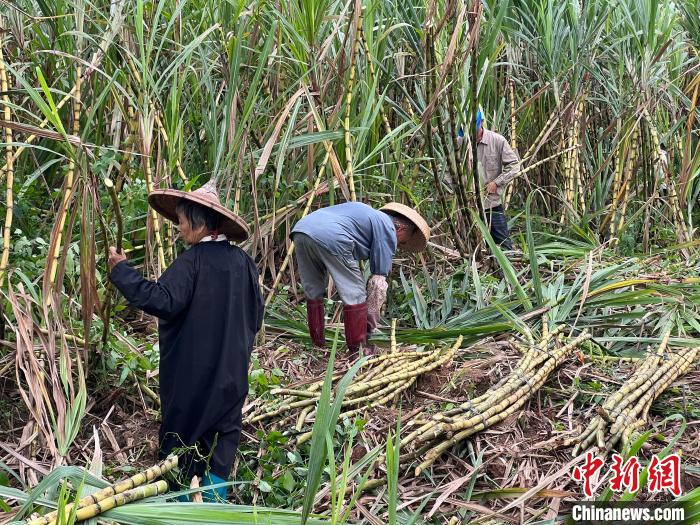 瓊海的農戶正在收割甘蔗，準備送往鮮友的工廠。　路梅 攝