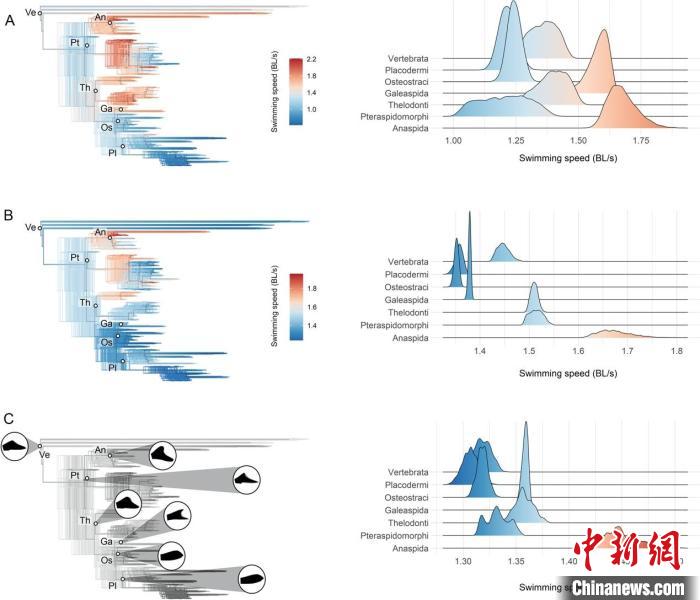 古生代早期脊椎動物主要類群的祖先巡航游泳速度推斷?！≈锌圃汗偶棺邓?供圖