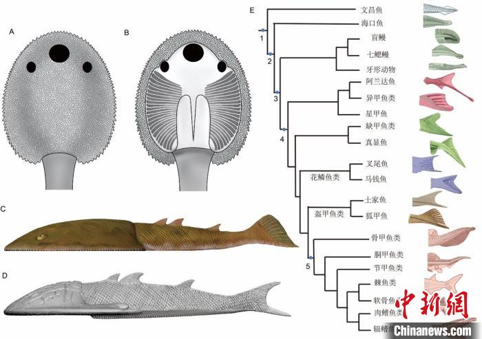 九尾狐甲魚和靈動土家魚復(fù)原及其尾鰭演化意義(馮鳴娟、楊定華、史愛娟 繪)。　中科院古脊椎所 供圖