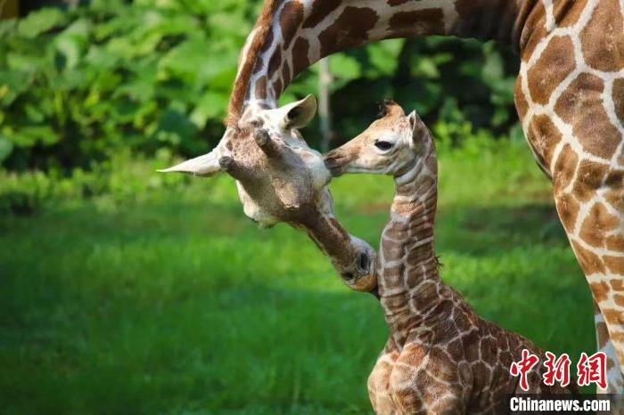 廣州動物園長頸鹿館迎新成員出生身高達(dá)1.9米