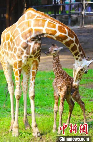 長頸鹿寶寶一出生身高就達(dá)1.9米 廣州動物園 供圖