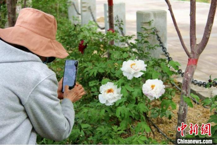 新疆庫(kù)爾勒市民在梨香園賞牡丹，拍照留念。　馬麗娟 攝