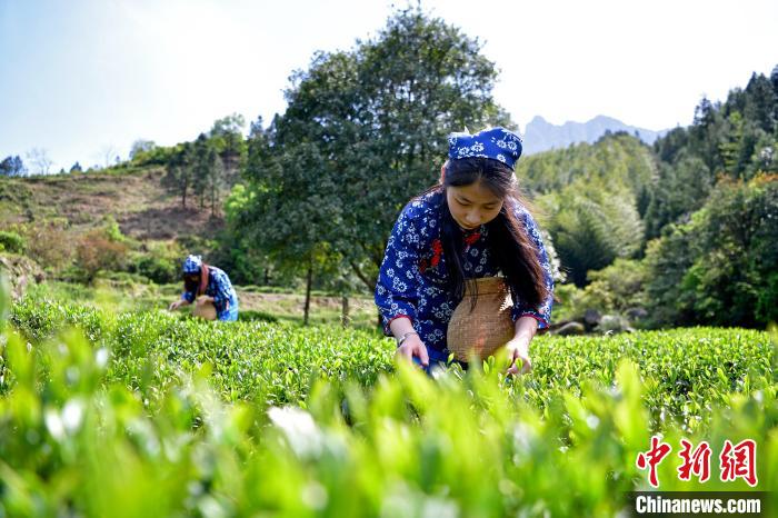 圖為采茶姑娘在采摘茶葉?！《°懭A 攝