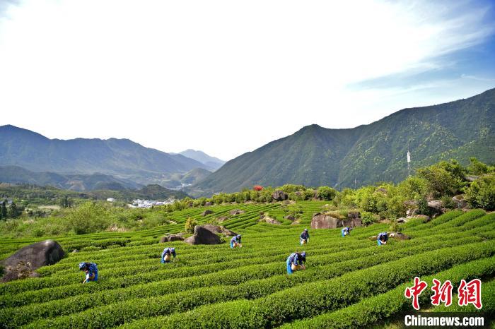 圖為采茶姑娘在秀美的茶園內(nèi)采摘茶葉，一派忙碌景象?！《°懭A 攝