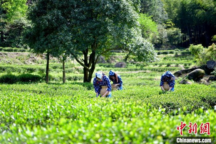 圖為采茶姑娘在秀美的茶園內(nèi)采摘茶葉，一派忙碌景象?！《°懭A 攝