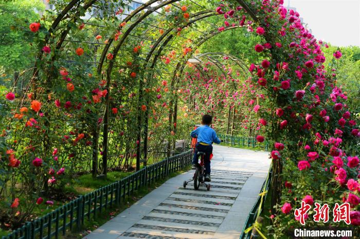 拱墅區(qū)大關(guān)公園內(nèi)的月季花 杭州市園林文物局 供圖