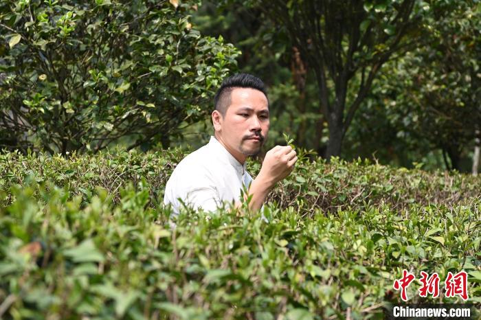 陳耘嘉查看茶葉生長情況?！埥鸫?攝