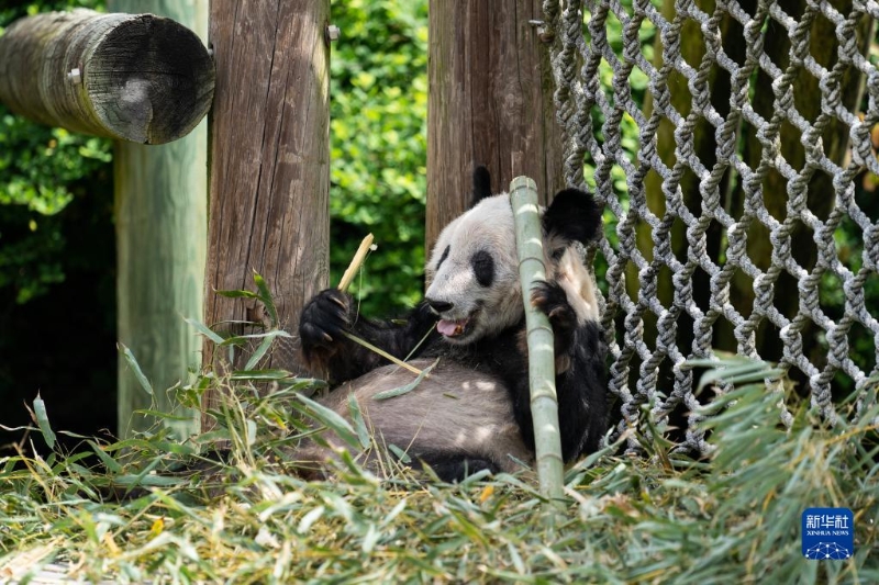 這是4月25日在美國田納西州孟菲斯動(dòng)物園拍攝的大熊貓“丫丫” 。新華社記者 劉杰 攝 3