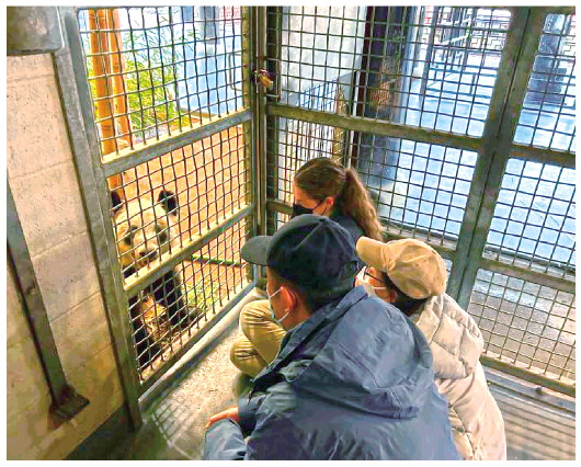 北京動(dòng)物園工作人員和孟菲斯動(dòng)物園工作人員一起同“丫丫”增進(jìn)熟悉度(4月11日攝)。