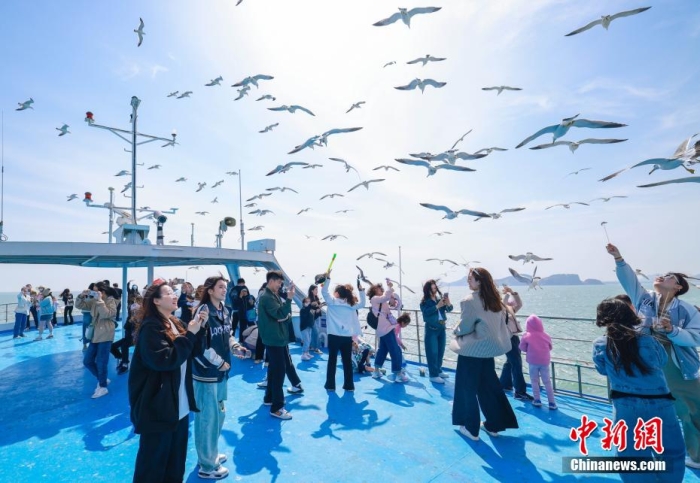 在山東省榮成市海驢島海域，游客們登上游艇，喂食黑尾鷗。李信君 攝