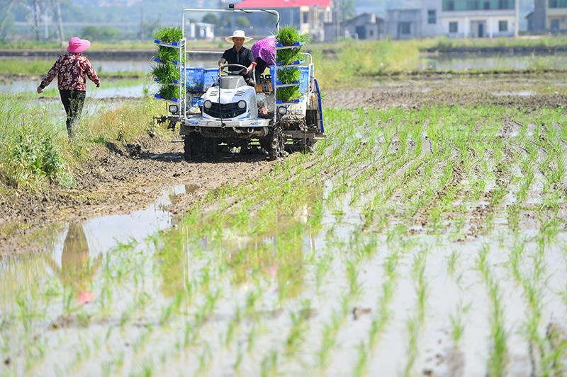 △2023年4月26日，湖南湘潭市雨湖區(qū)姜畬鎮(zhèn)易建河村的一處高標(biāo)準(zhǔn)農(nóng)田，農(nóng)民駕駛插秧機(jī)插秧。