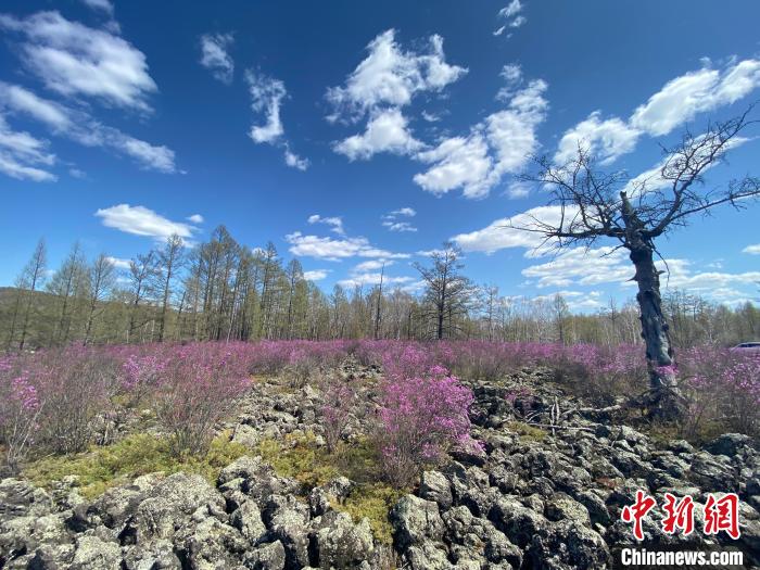 圖為盛開在石塘里的興安杜鵑。　張瑋 攝