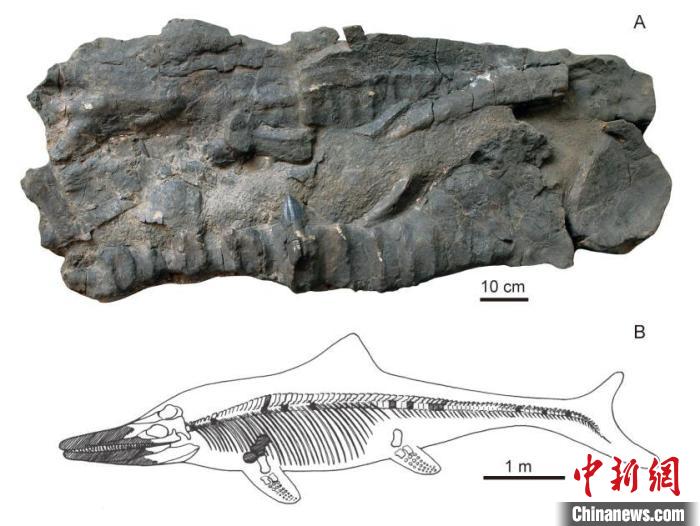 世界屋脊古海巨龍現(xiàn)身中國科學(xué)家再次發(fā)現(xiàn)2億年前“喜馬拉雅魚龍”