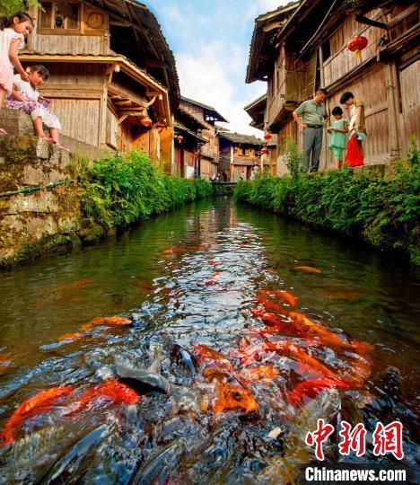 周寧縣浦源村鯉魚溪景區(qū)，一條清溪自西向東從村中穿流而過(guò)，溪中自在游弋著各色鯉魚?！幍率形麄鞑?供圖