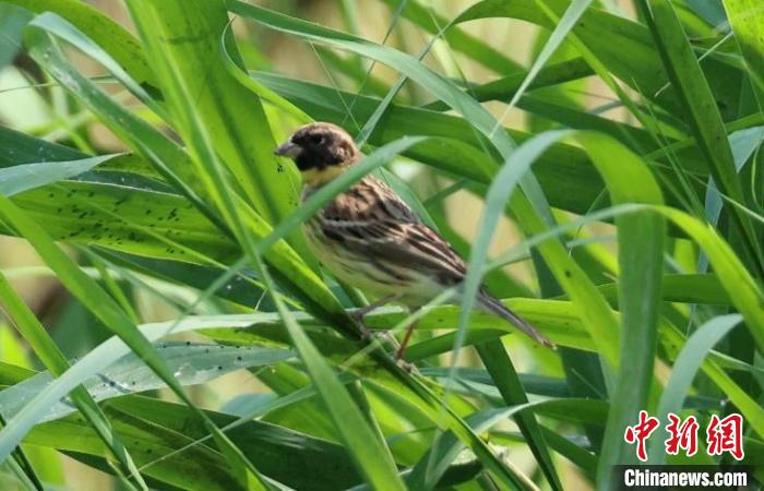 奧林匹克森林公園蘆葦群落中的黃胸鹀。　葉元興 攝