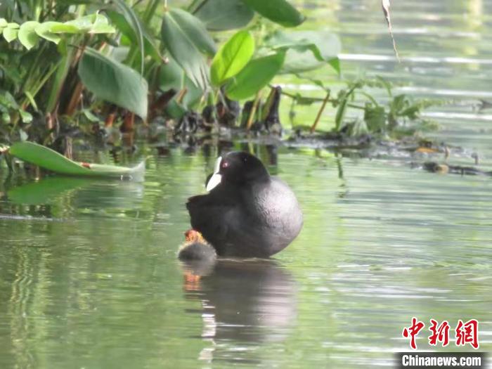 浙江西湖首次發(fā)現(xiàn)國家二級保護動物骨頂雞繁育