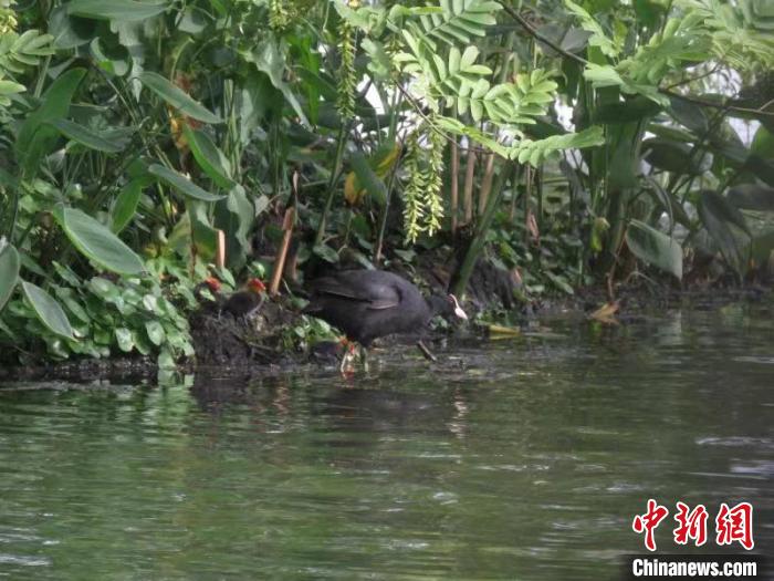 骨頂雞帶著骨頂雞雛鳥覓食 西湖水域管理處 供圖