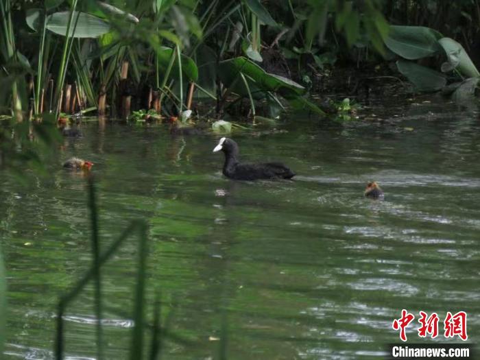 骨頂雞帶著骨頂雞雛鳥在西湖水域里玩耍 西湖水域管理處 供圖