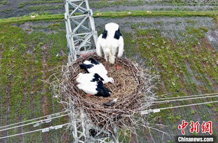 鄱陽(yáng)湖畔東方白鸛筑巢百米高塔育雛試飛