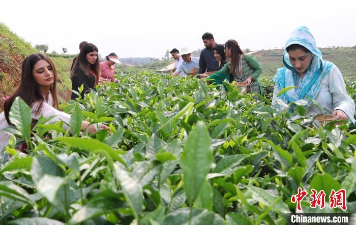 采茶、制茶、品茶留學生湖南衡陽體驗中國茶文化