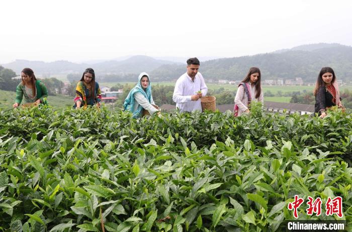 留學生采摘茶葉?！〔苷?攝