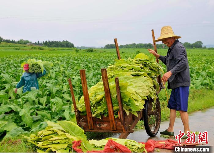 圖為在江西省吉安市安?？h嚴(yán)田鎮(zhèn)山背村，煙農(nóng)正在采收煙葉?！“哺？h煙草專賣局供圖